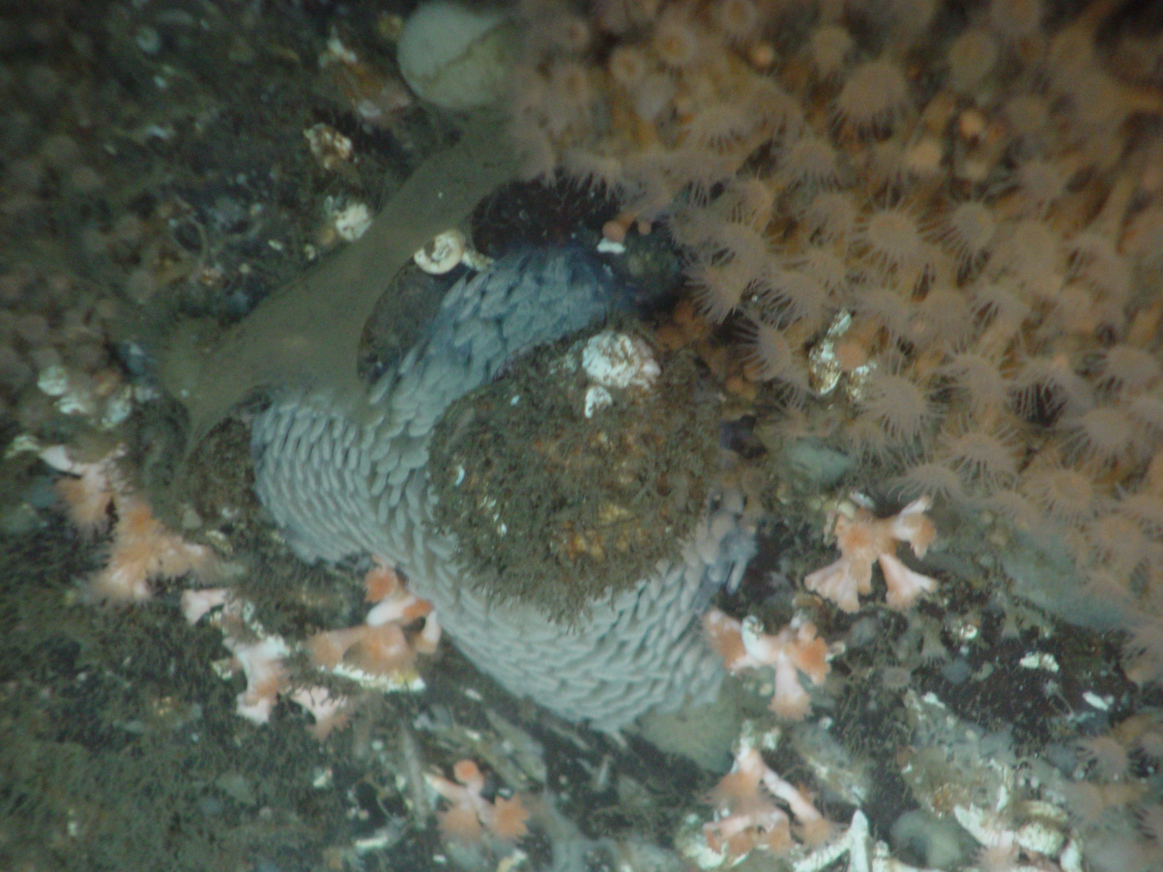 Variety of fauna on seafloor
