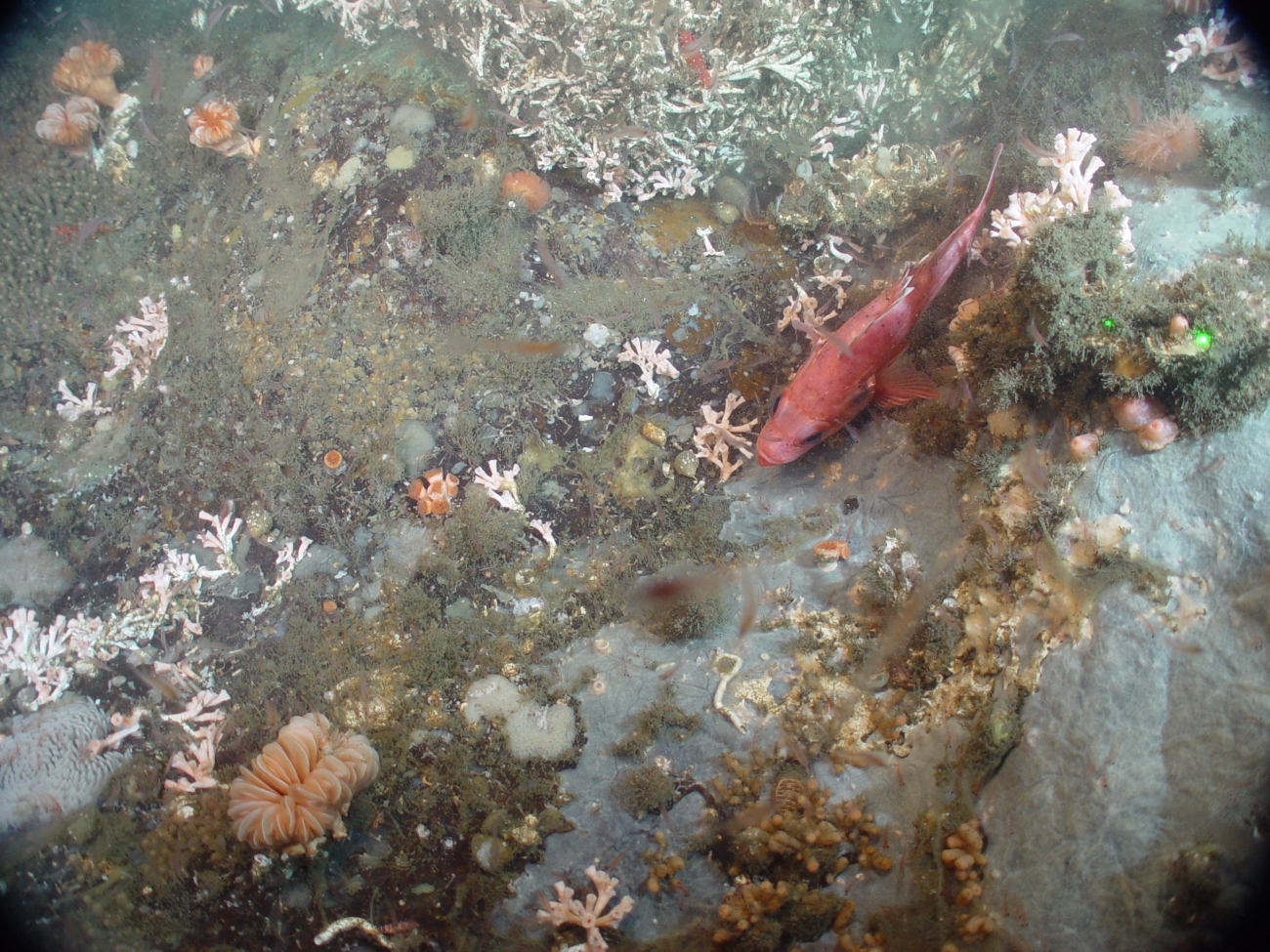 Deep sea coral (Lophelia pertusa), cup coral Desmophyllum dianthus inlower left,