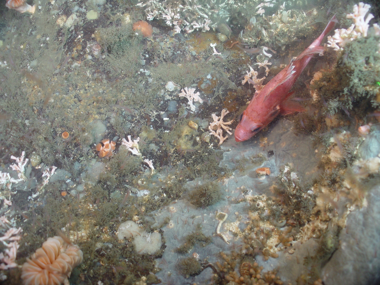 Deep sea coral (Lophelia pertusa)