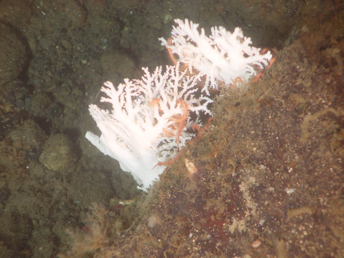 Deep sea coral (Stylaster sp
