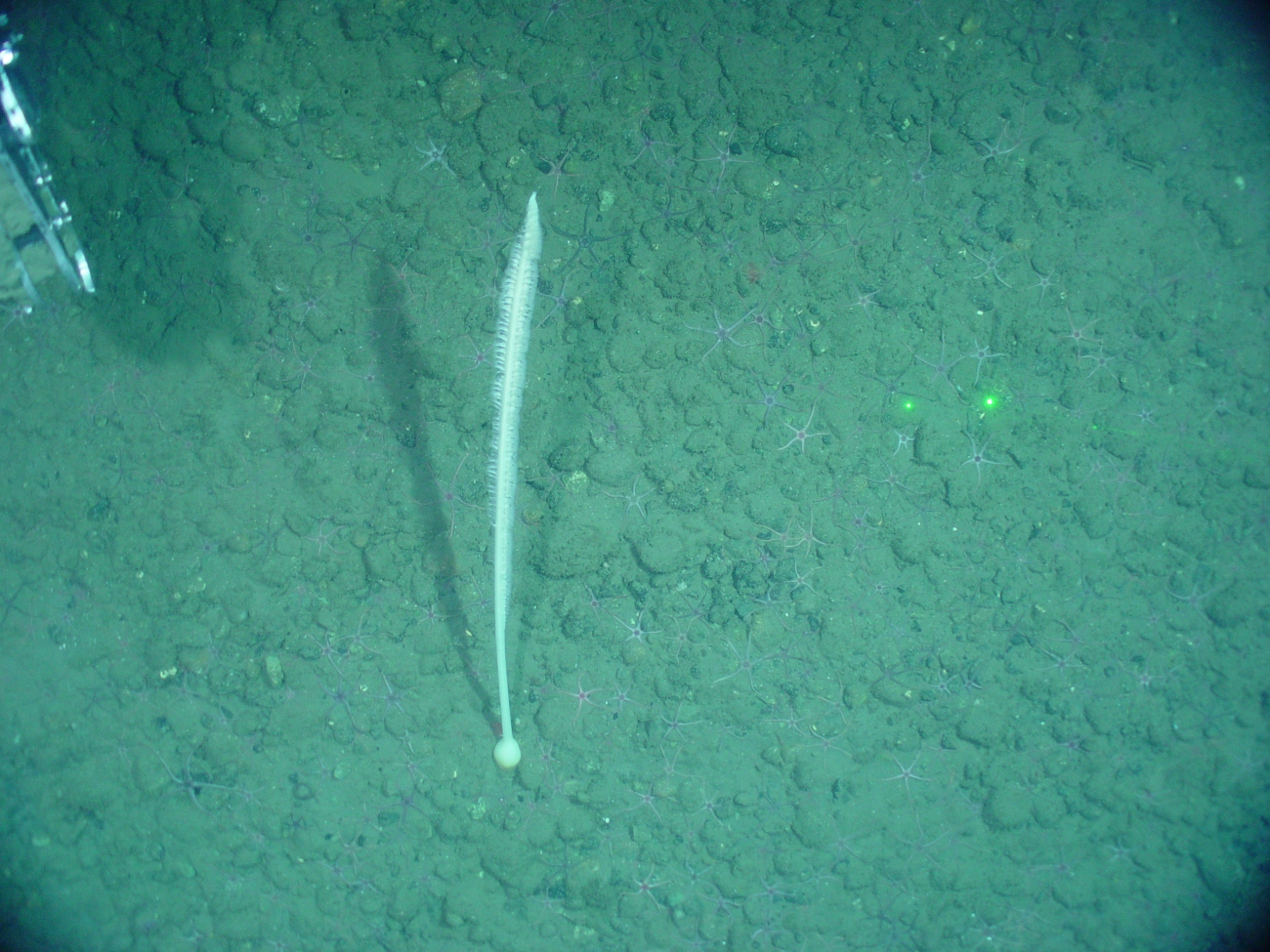 A sea pen