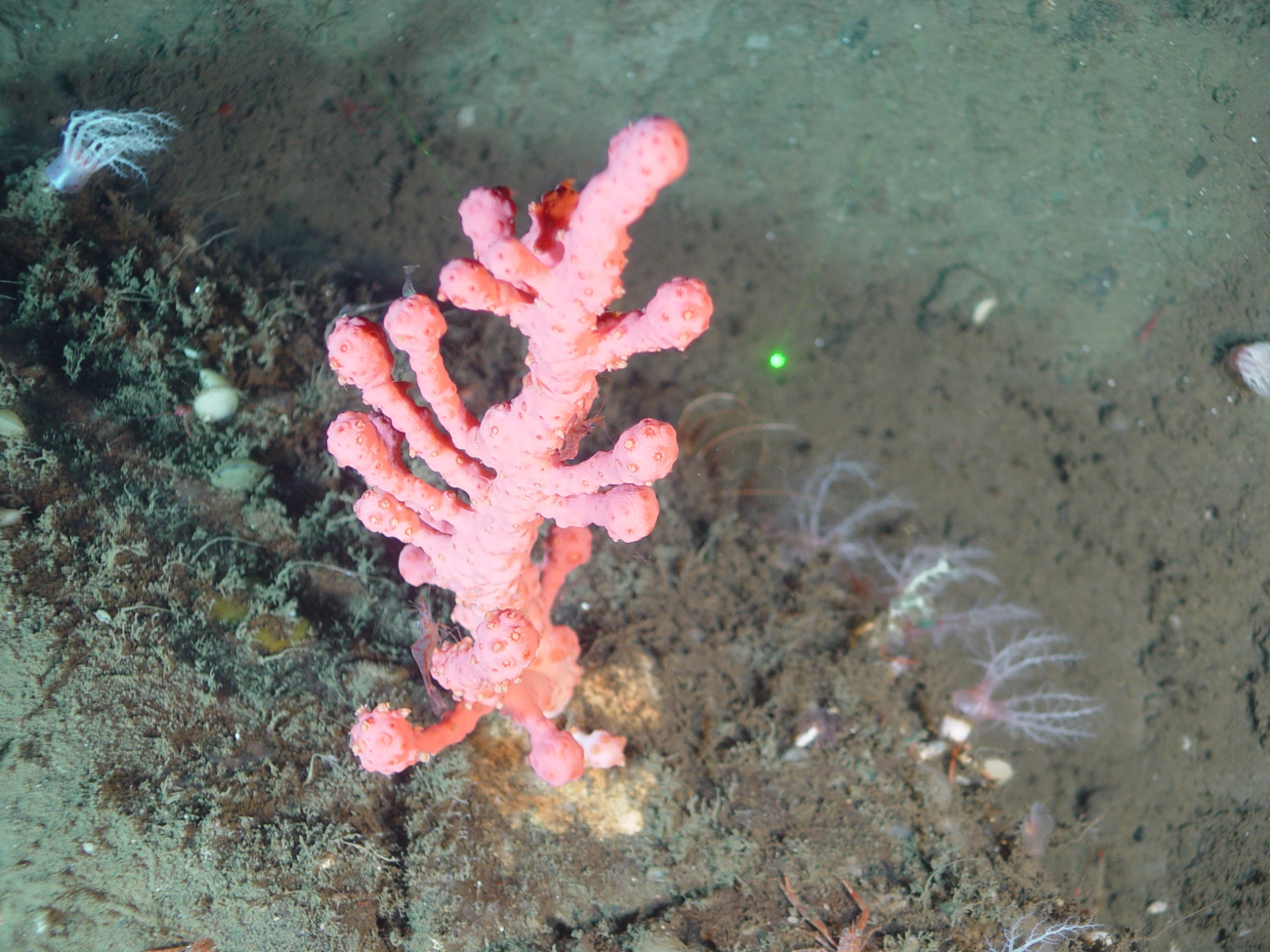 Deep sea coral (Paragorgia arborea pacifica)