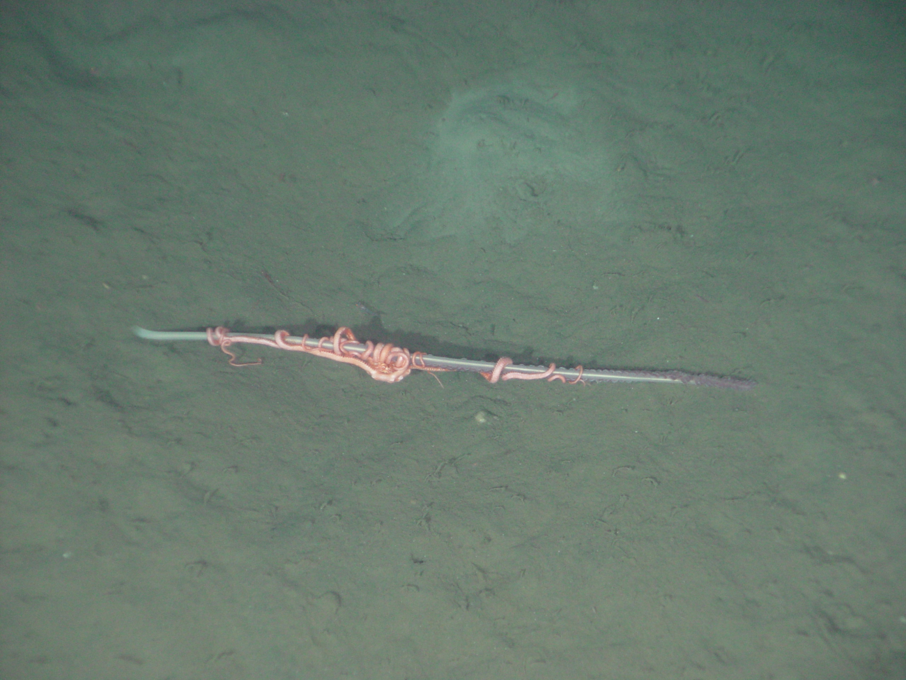 Purple sea pen that often has a large brittle star(Asteronyx loveni) associated with it