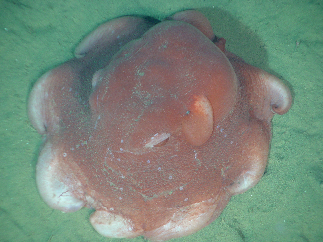 Dumbo deep sea cirrate octopus, likely Opistoteuthis californiana