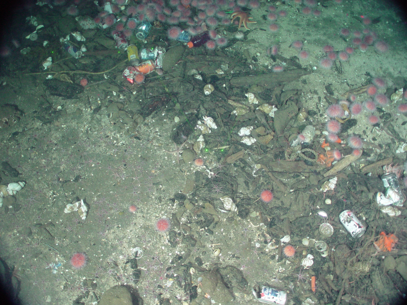 Marine debris human trash thrown overboard attracts urchins, a sun star, andwhelks