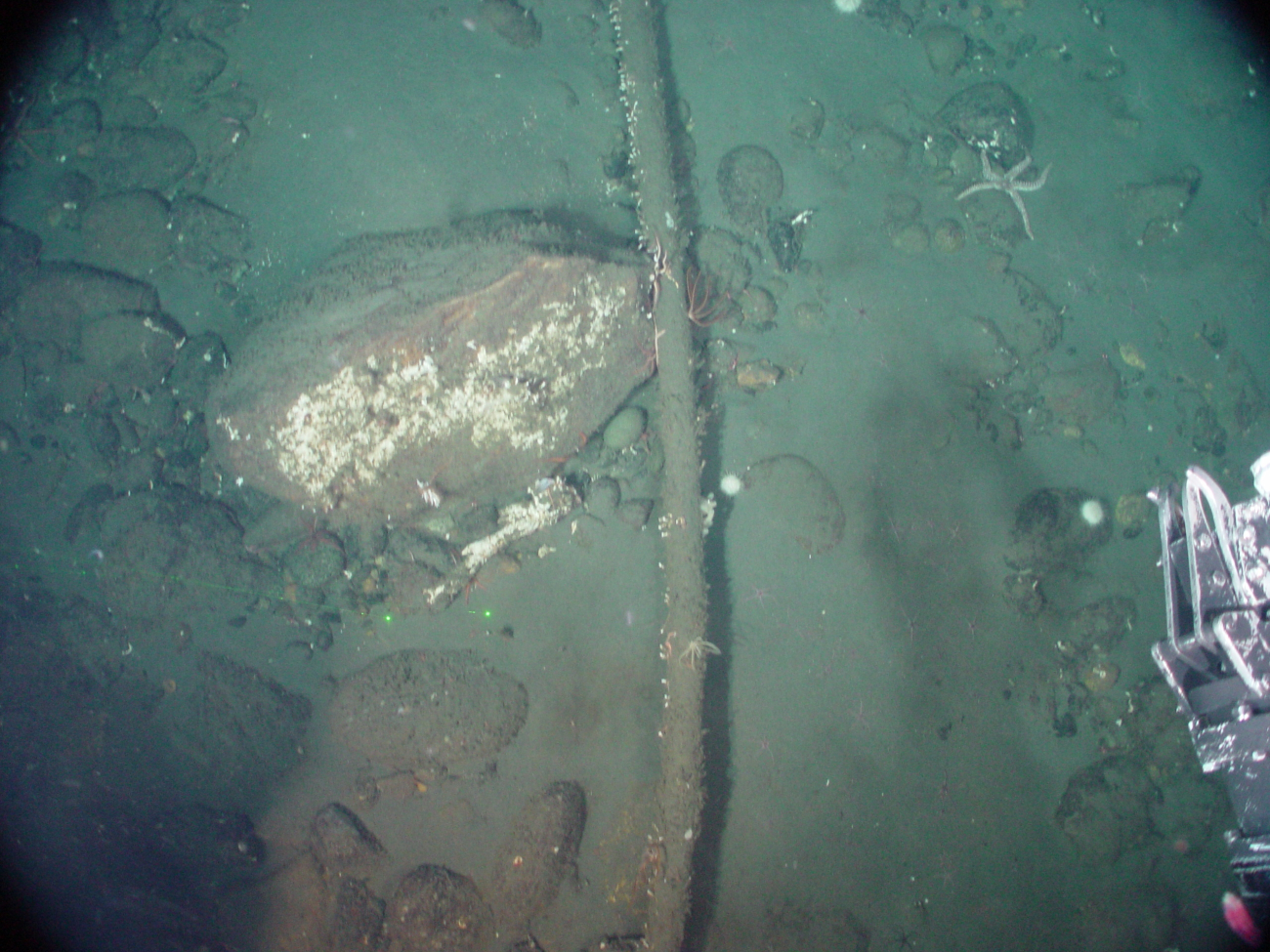 Large cable on sea floor with marine growth colonizing