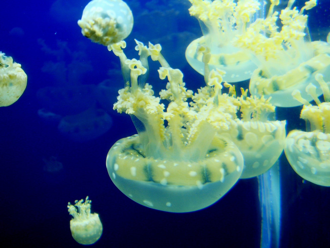 Jellyfish - explore an aquarium to see some of the wonders of the sea