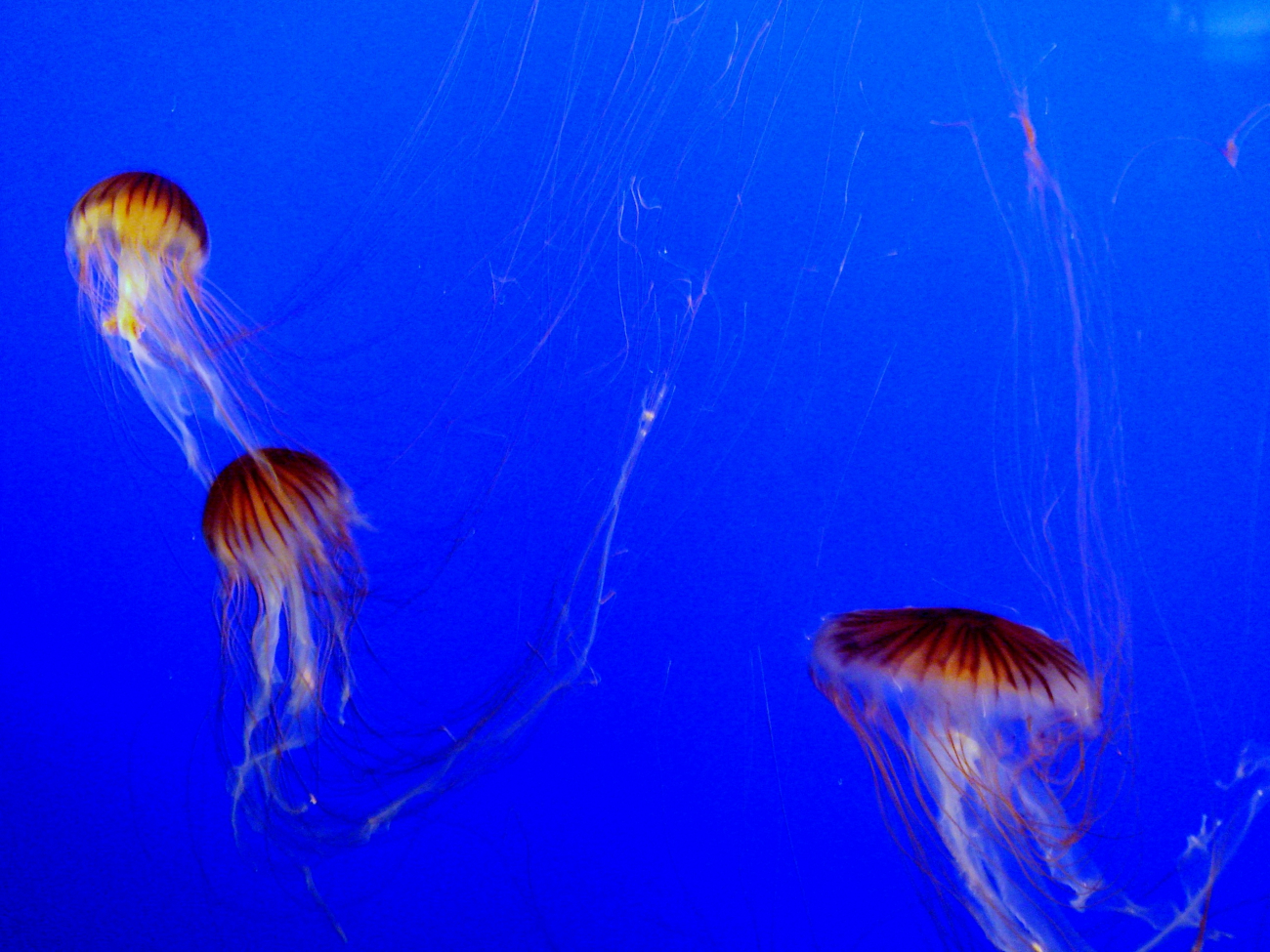 Jellyfish - explore an aquarium to see some of the wonders of the sea