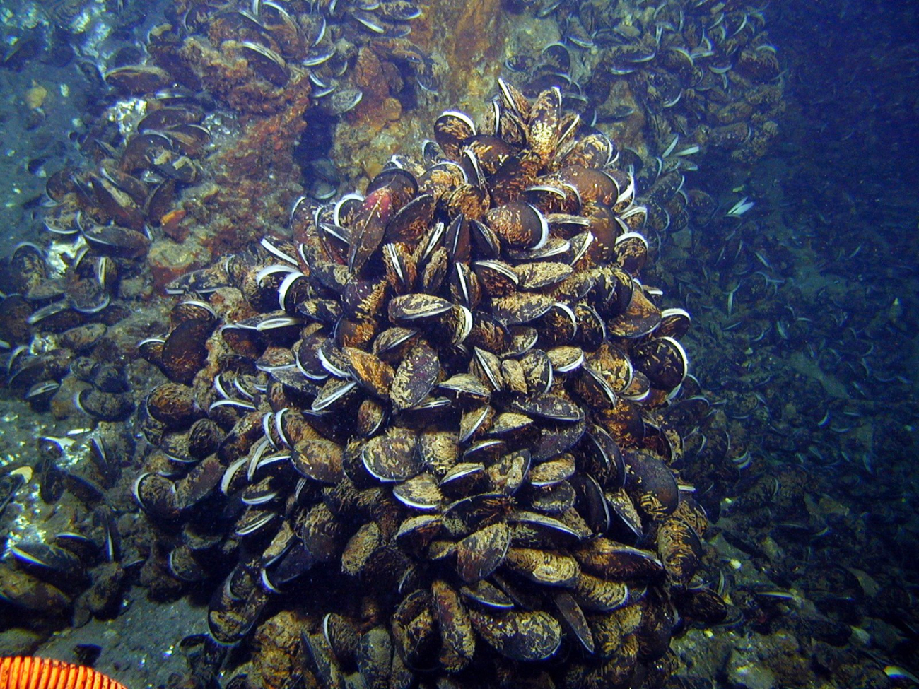Mussels inhabit every bit of seafloor in order to feed in the ambient flow fromseafloor hotsprings