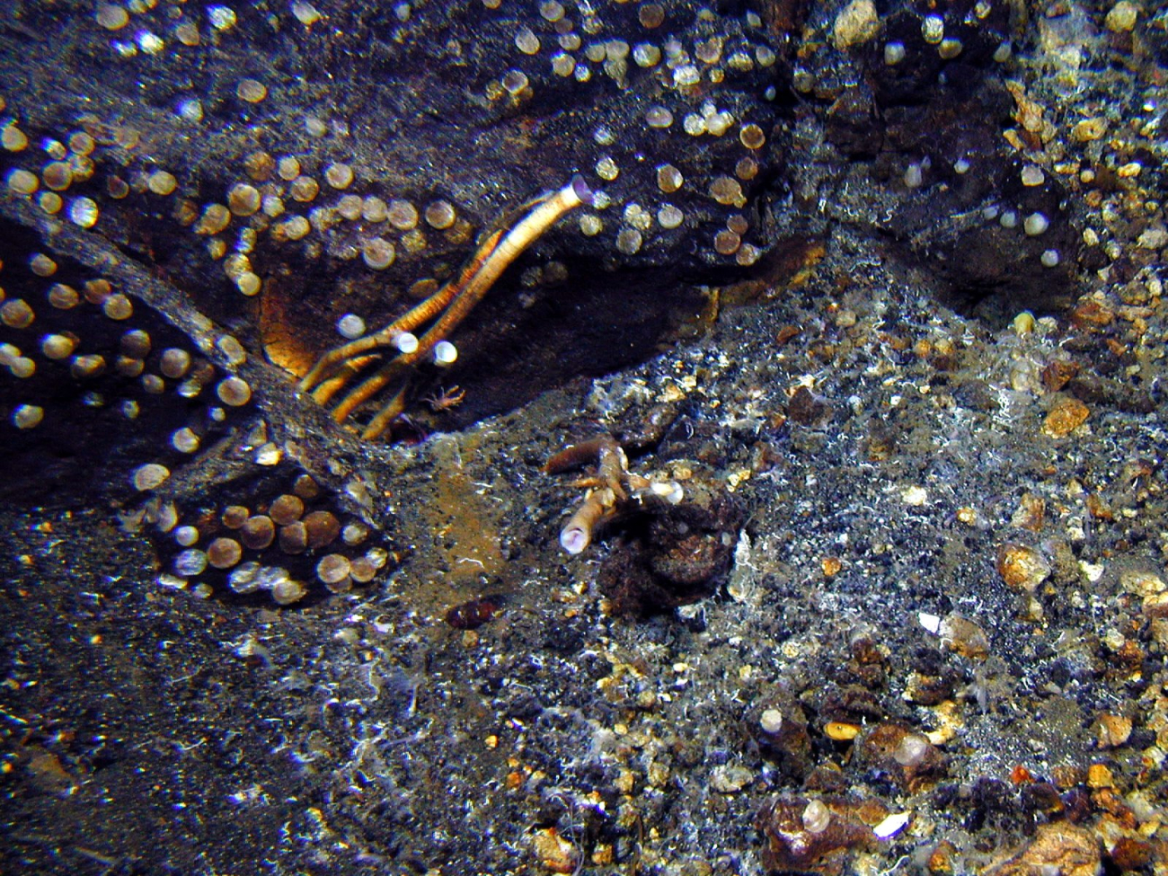 Tubeworms grow at the base of a rock outcrop that is covered with bivalves atVolcano W