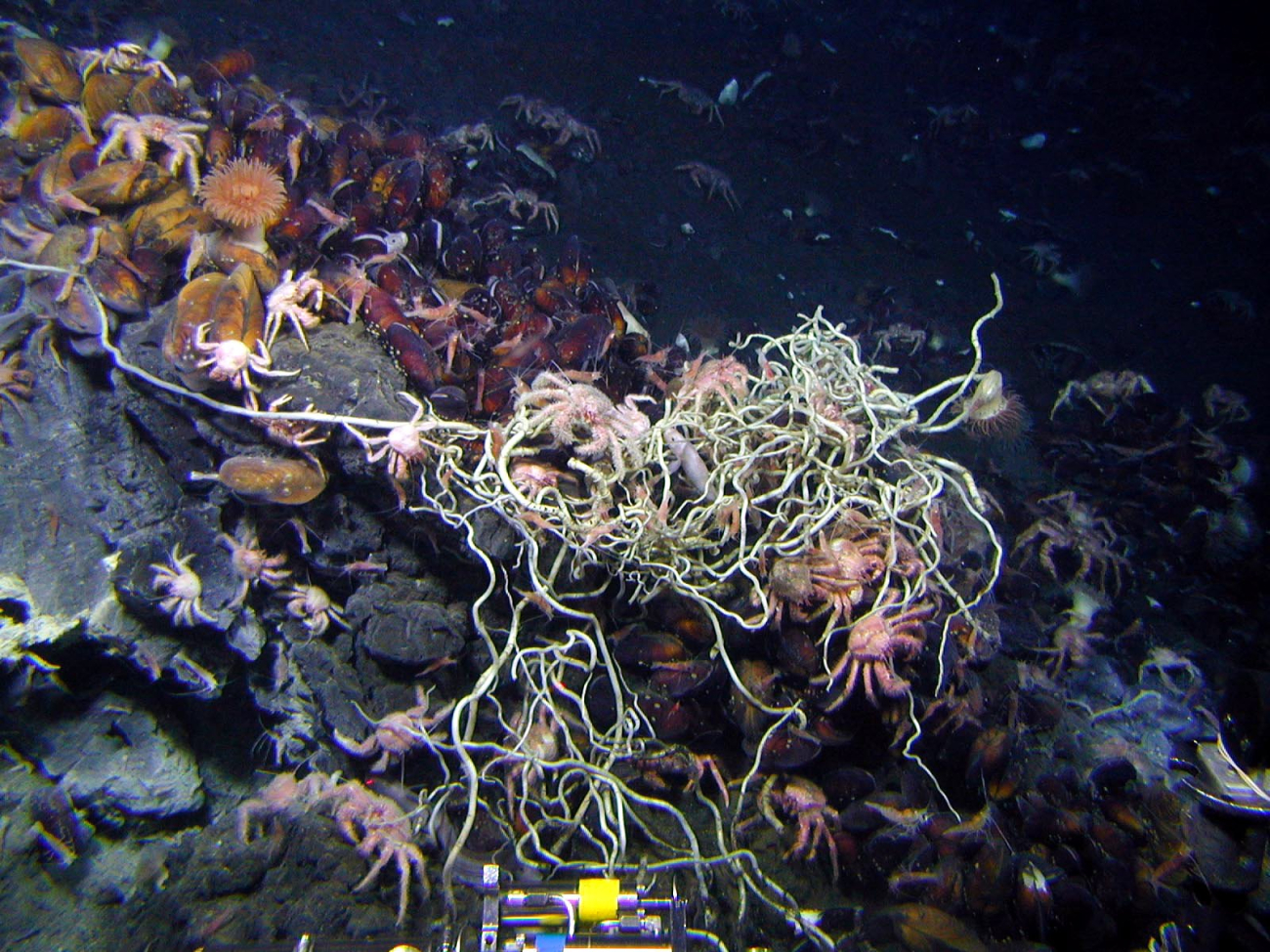 Spaghetti-like tubeworms living happily amongst mussels, anemones, a vent fish,and hungry crabs