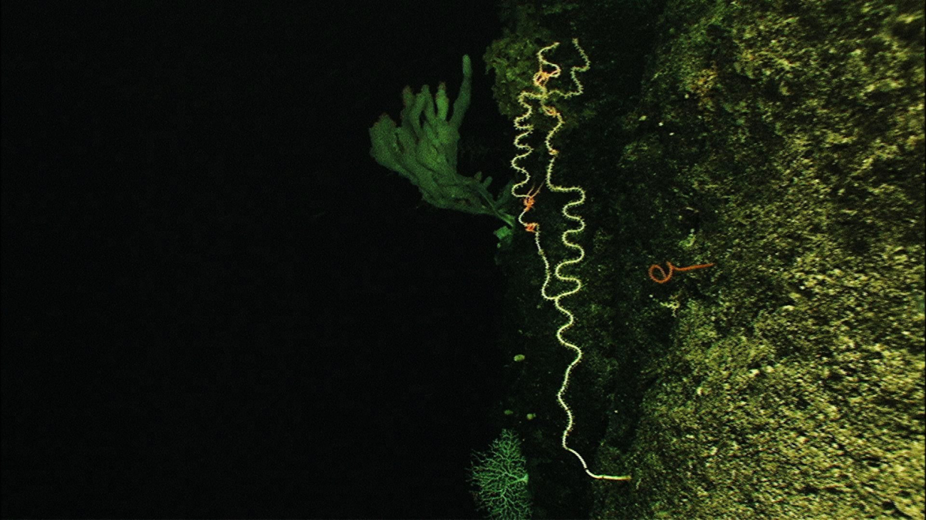 A spiraling bamboo coral grows upward off a vertical wall at 1500 meters depth;pink brittle stars can be seen on the colony and a large white spongegrows behind it