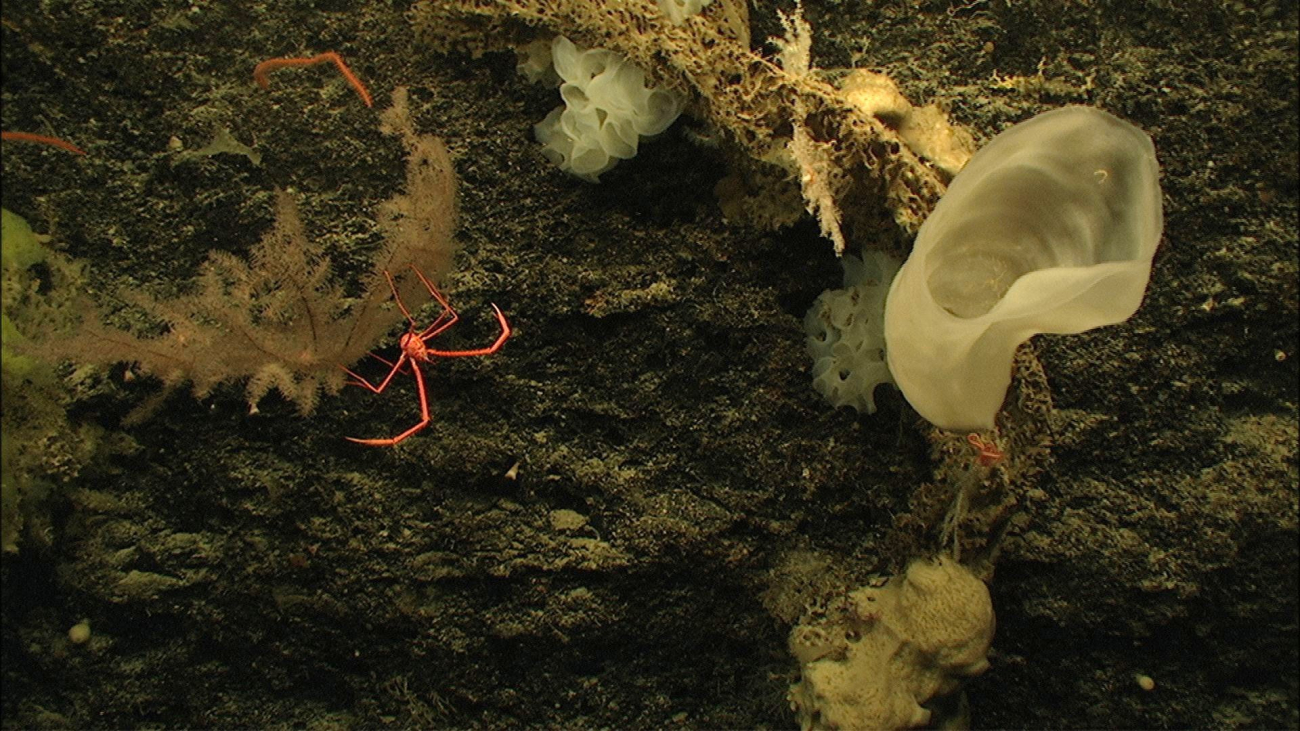 A red galatheid crab perches on a black coral at 1470 meters depth on theBahama Escarpment