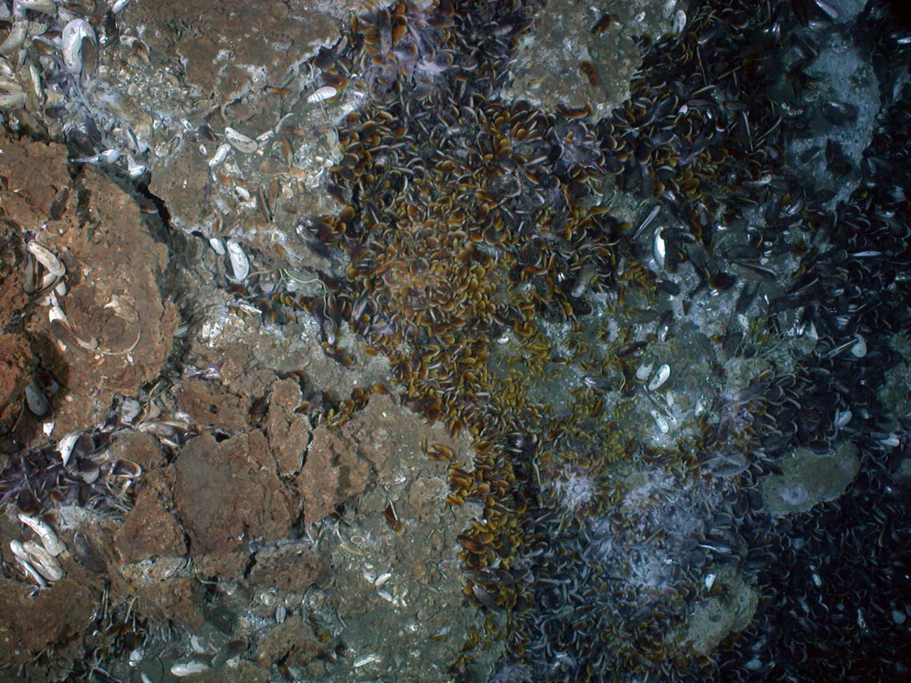 Bacterial mats, mussels, and tubeworms are common at cold seeps