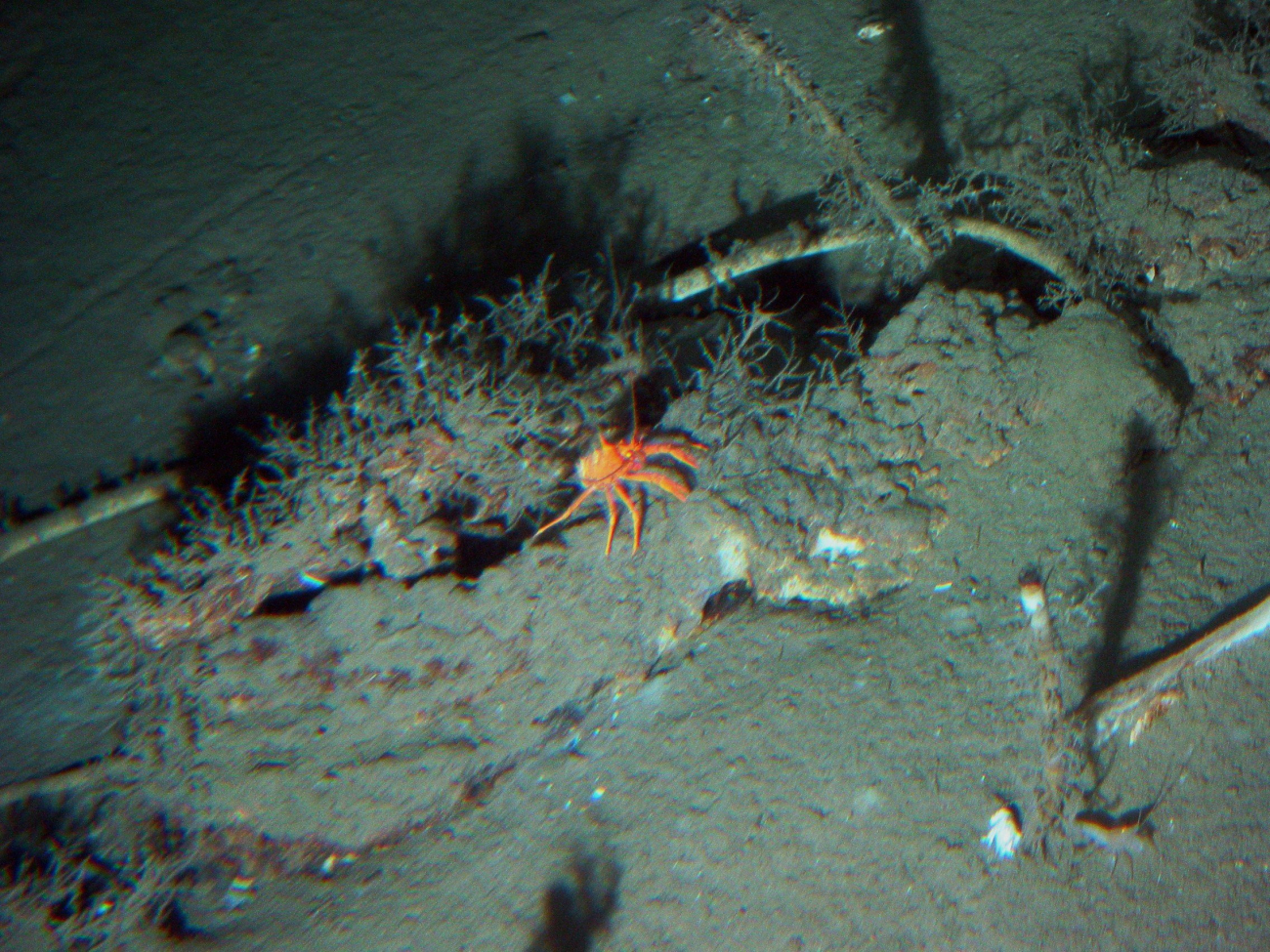 A small orange crab near a few scattered tube worm individuals at 2180 metersdepth in Atwater Valley