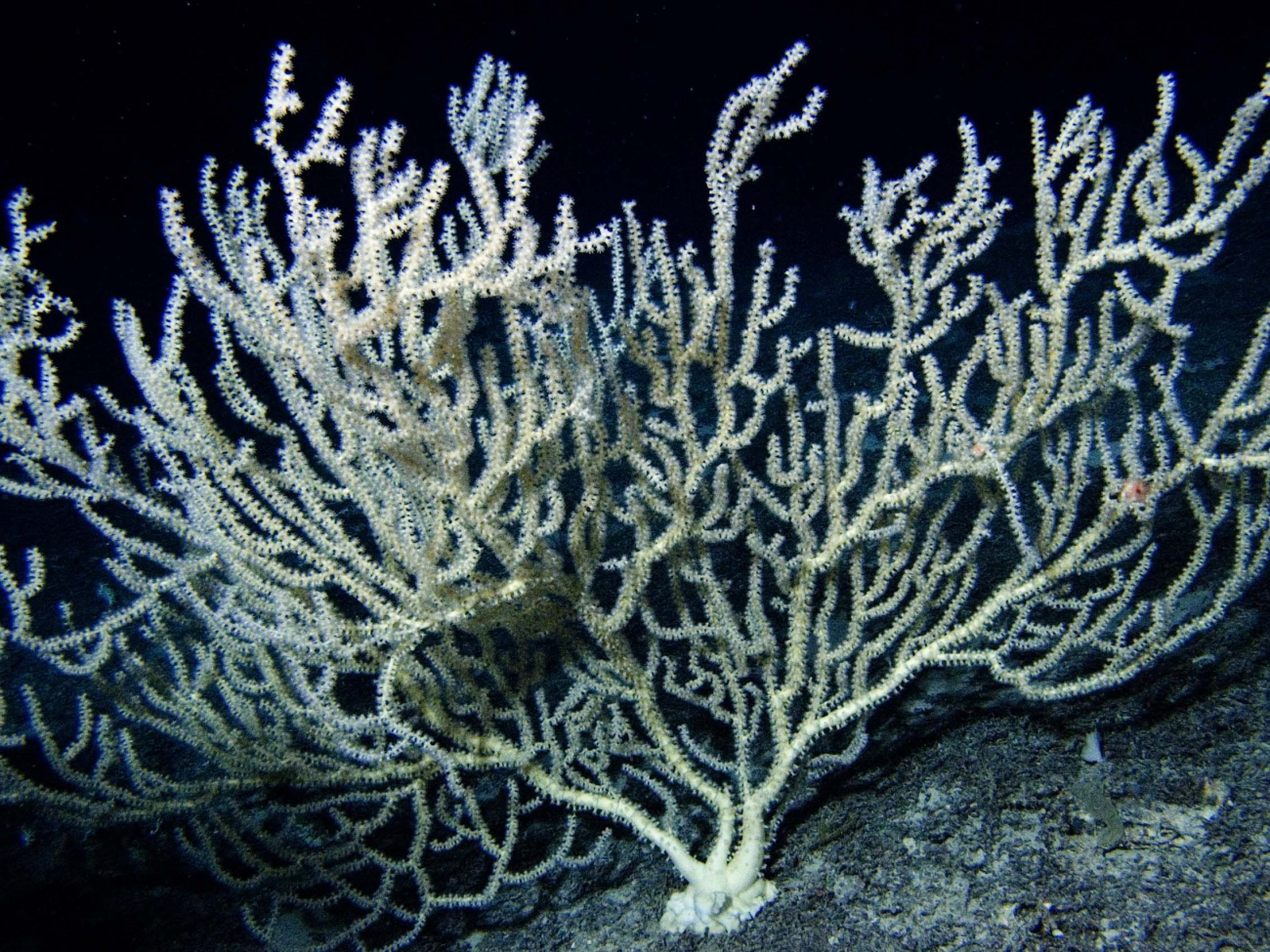 This was the largest colony of white bamboo coral (Keratoisis flexibilis)observed on the expedition