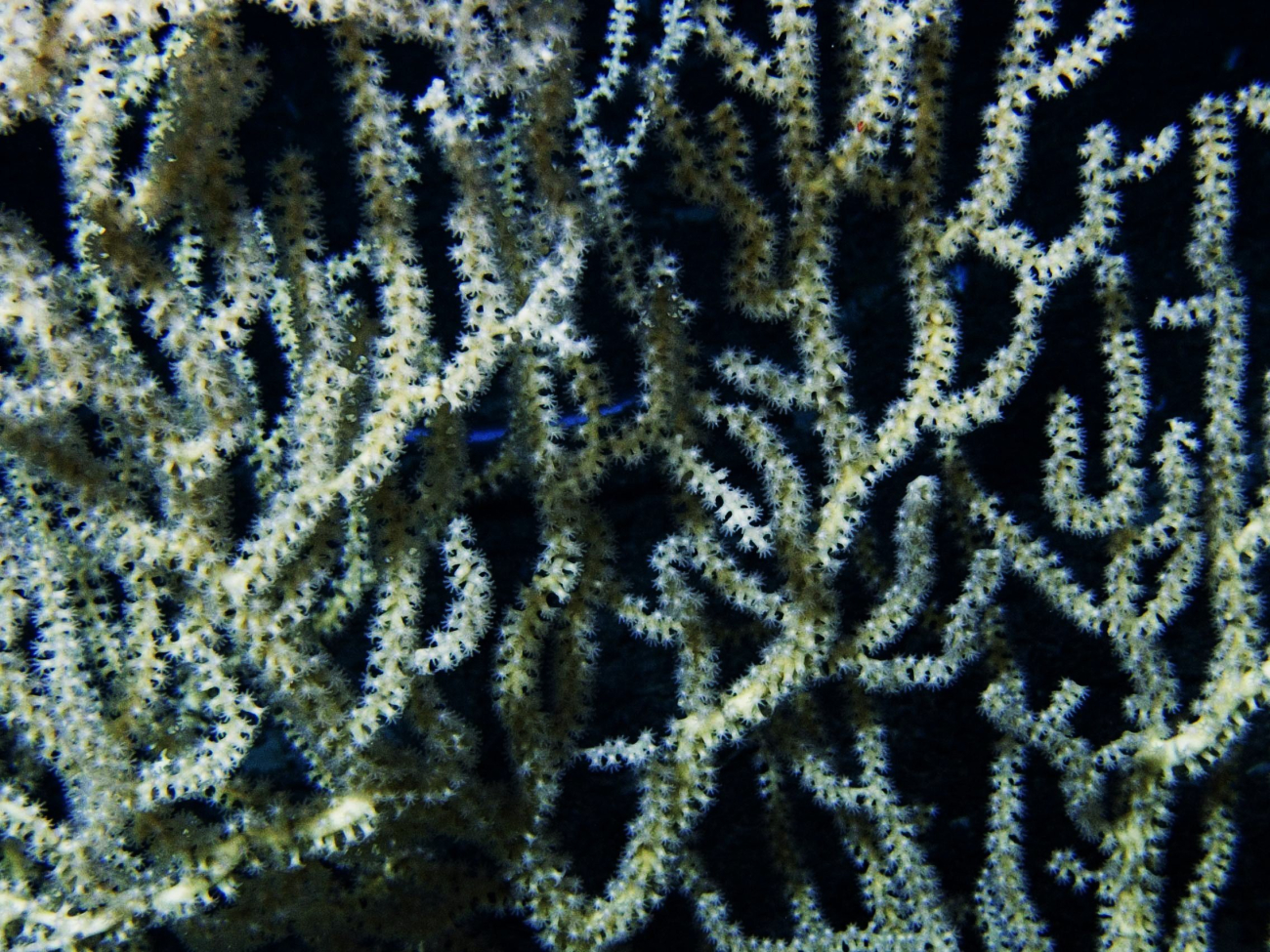 Closeup view of the white bamboo coral (Keratoisis flexibilis) showing the coral's extended feeding polyps