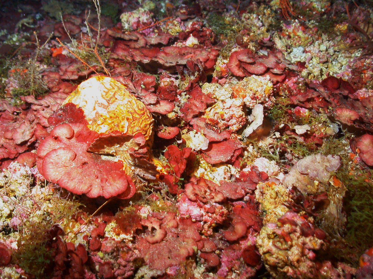 At 66 meters depth on McGrail Bank, this field of red algal coralline nodules iscovered with the red platelike alga Peyssonnelia inamoena and representatives of of the brown algal genus Dictyota