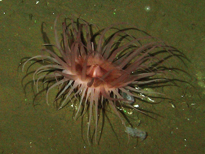 Anemones and sea cucumbers were observed at the pockmark site inunusually high densities compared to other sites visited during the cruise