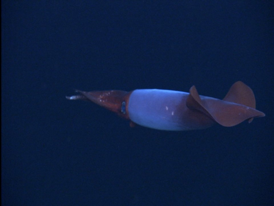 A close-up of BoreoAtlantic Armhook Squid, Gonatus fabricii