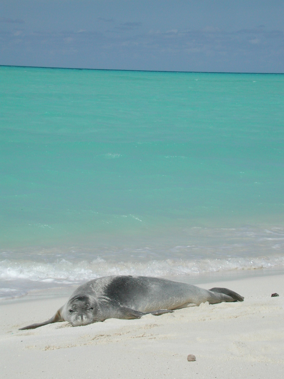 Several monk seals were spotted on Midway Island where the science partyspent two days waiting for their flight back to Honolulu