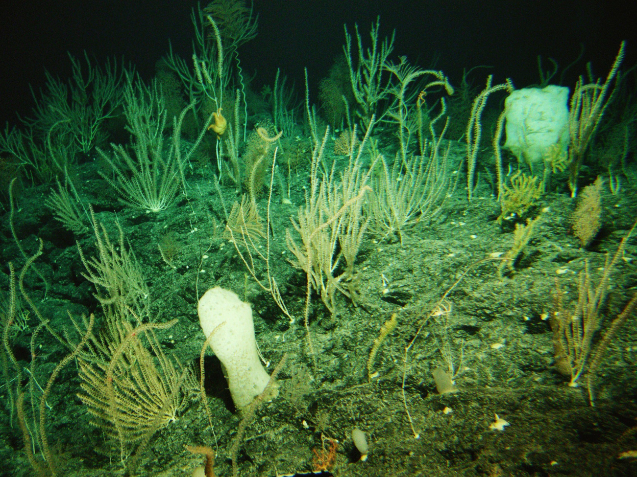 The seamount communities were both diverse and dense as seen here where thesubstrate cannot be seen below the life forms