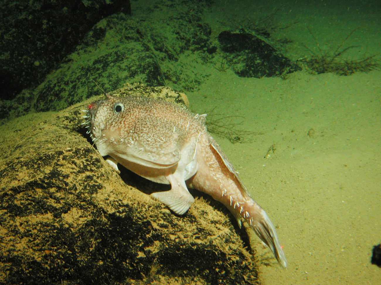 A goosefish (Sladenia remiger) sits on a rock in a submarine canyon