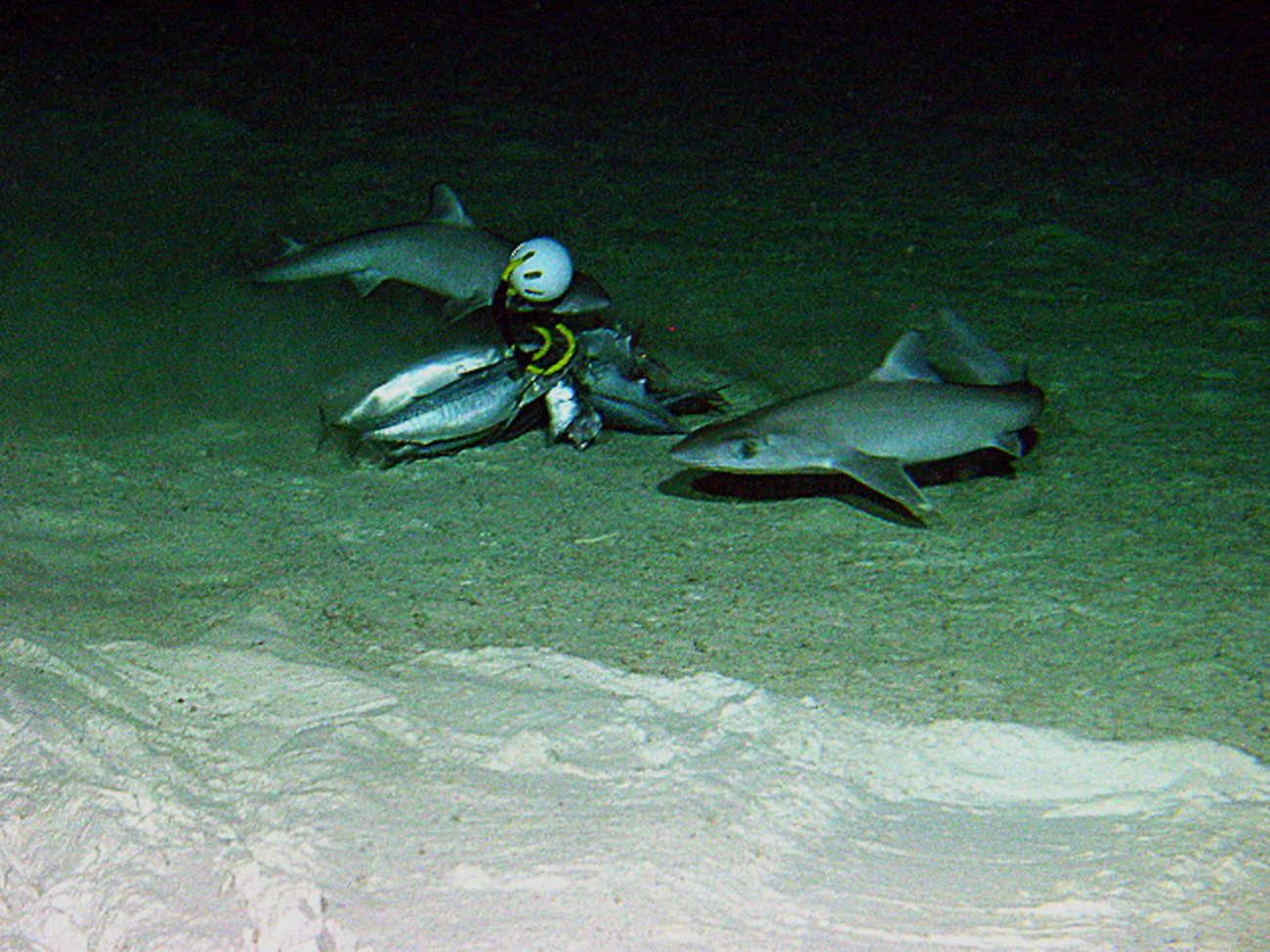 Sharks (Squalus mitsukurii) at a bait station off Maro Reef at 350 meters depth