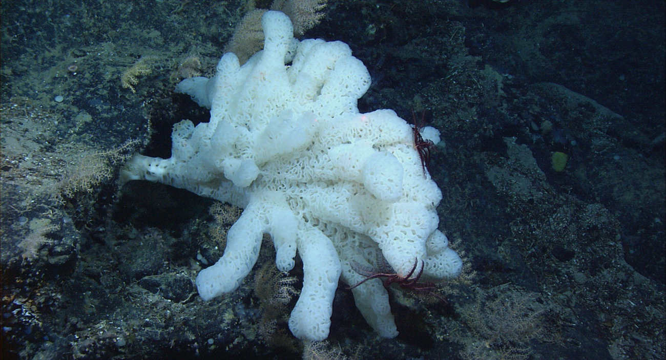 A beautiful white sponge with purple crinoids on Retriever Seamount