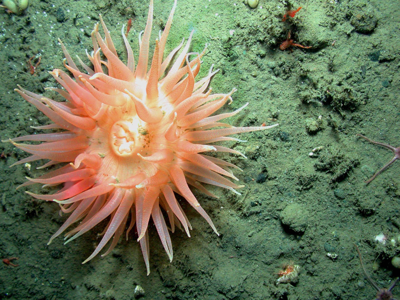 A deep-water anemone