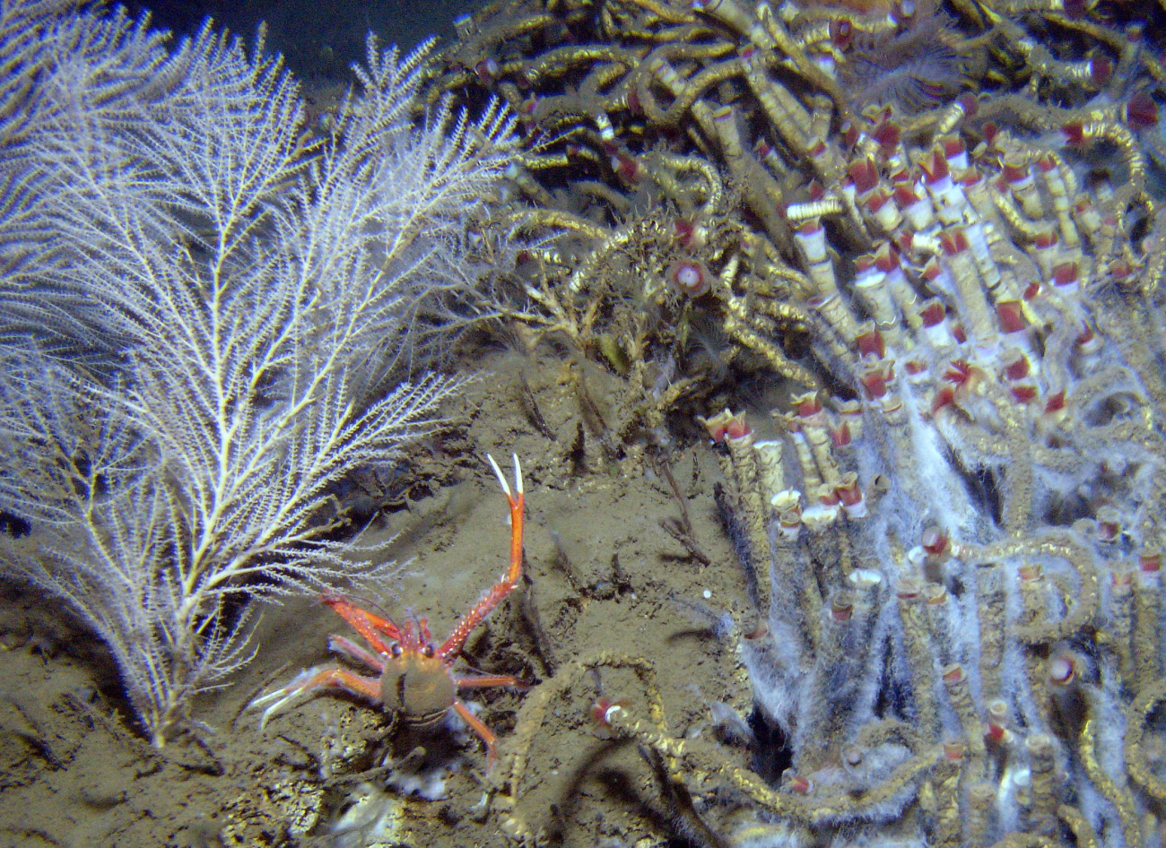 An example of the Mississippi Canyon 751 site where coral and coldseep habitats intersect