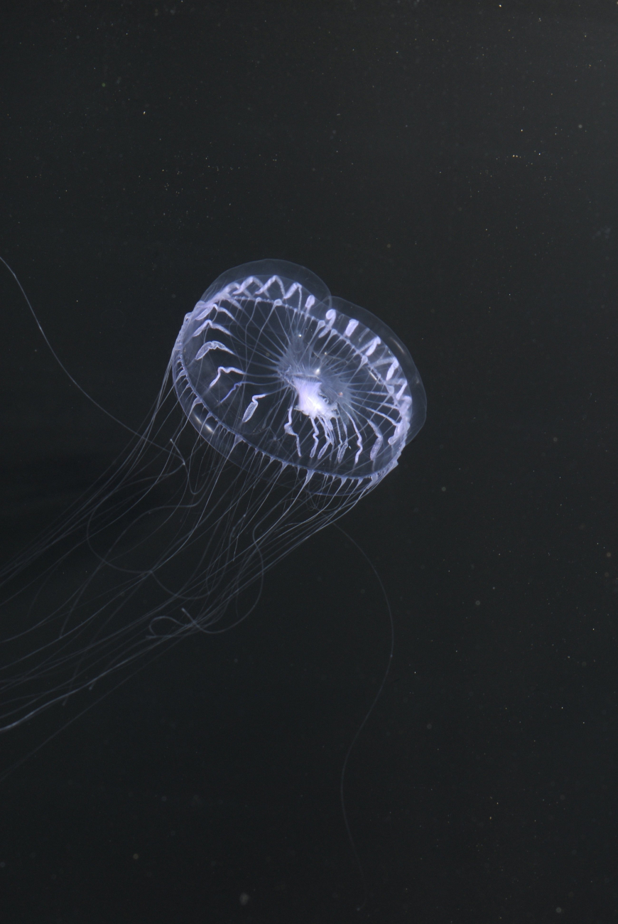 A jellyfish in the genus Aequorea swims in the planktonreisel