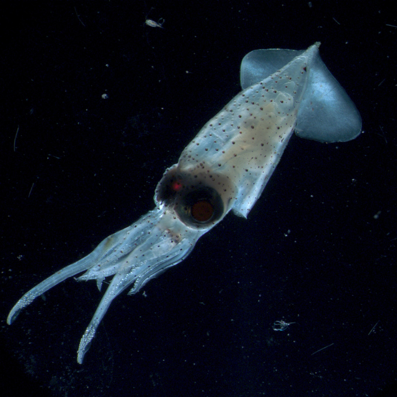 A one-centimeter larval squid