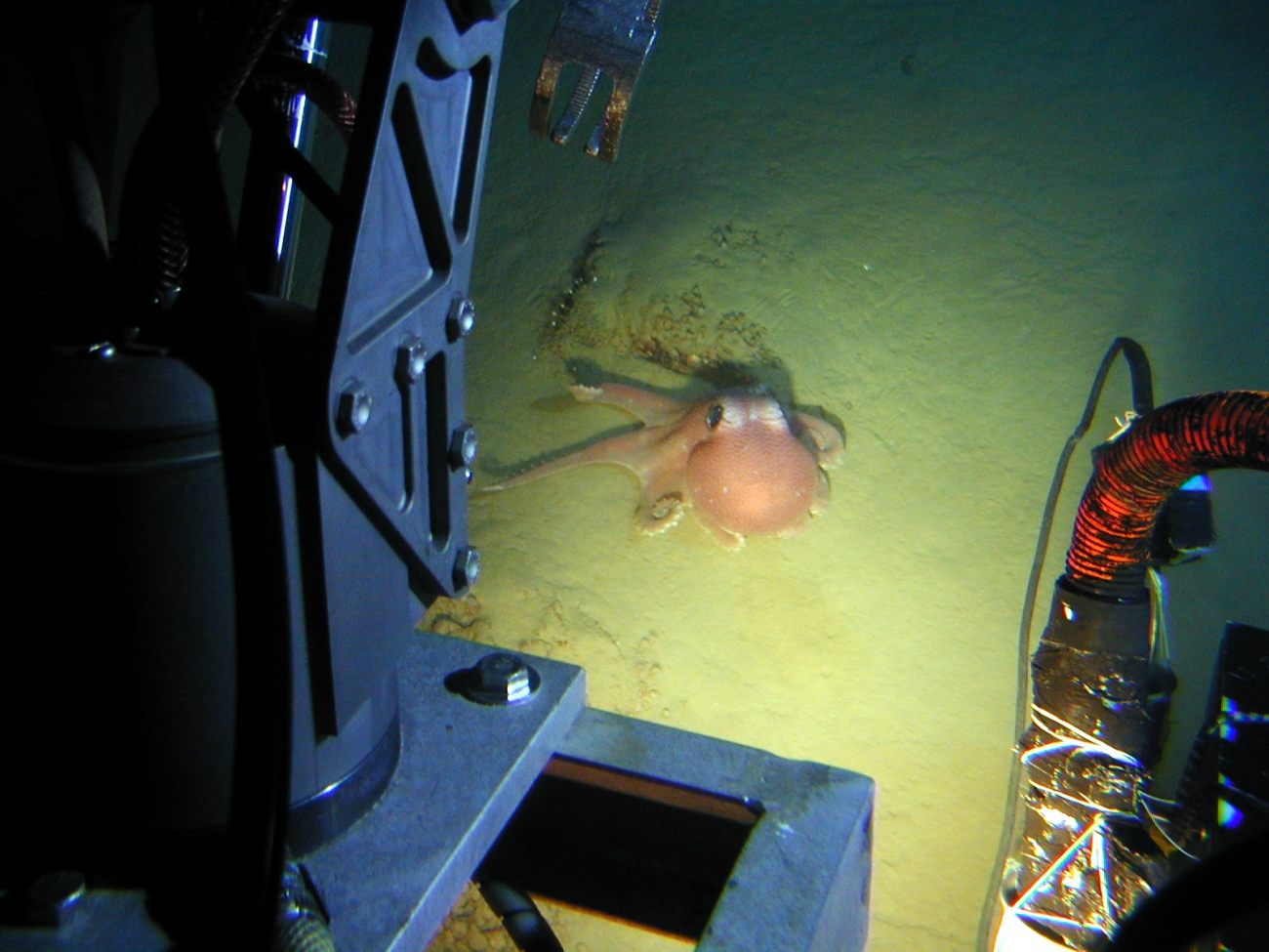 The Pisces IV submersible encounters a brightly colored octopus near ahydrothermal vent area at Monowai caldera at about 1050 meters