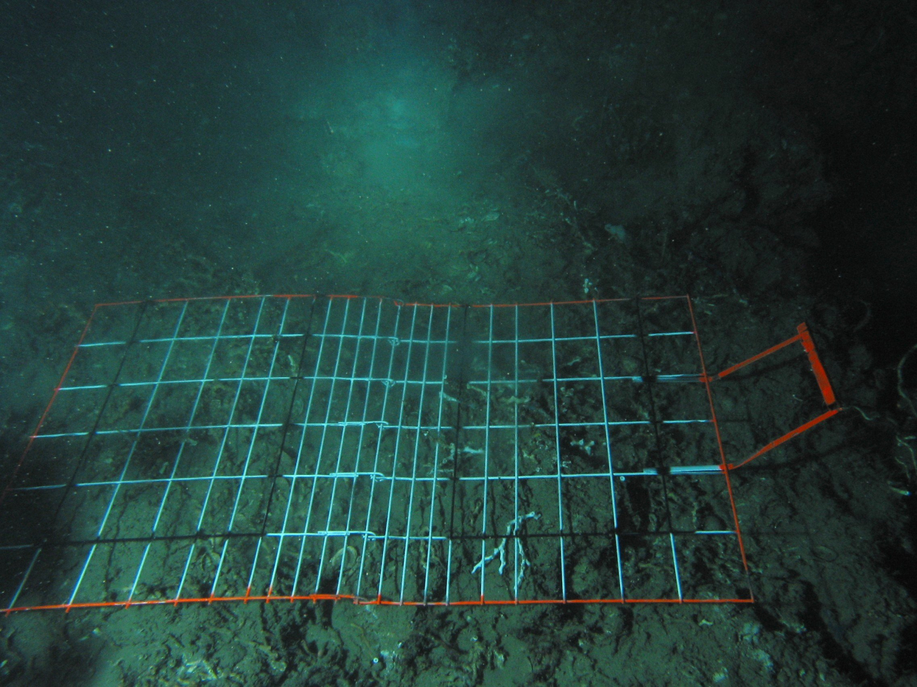A grid placed on the seafloor to study diversity and distribution of species