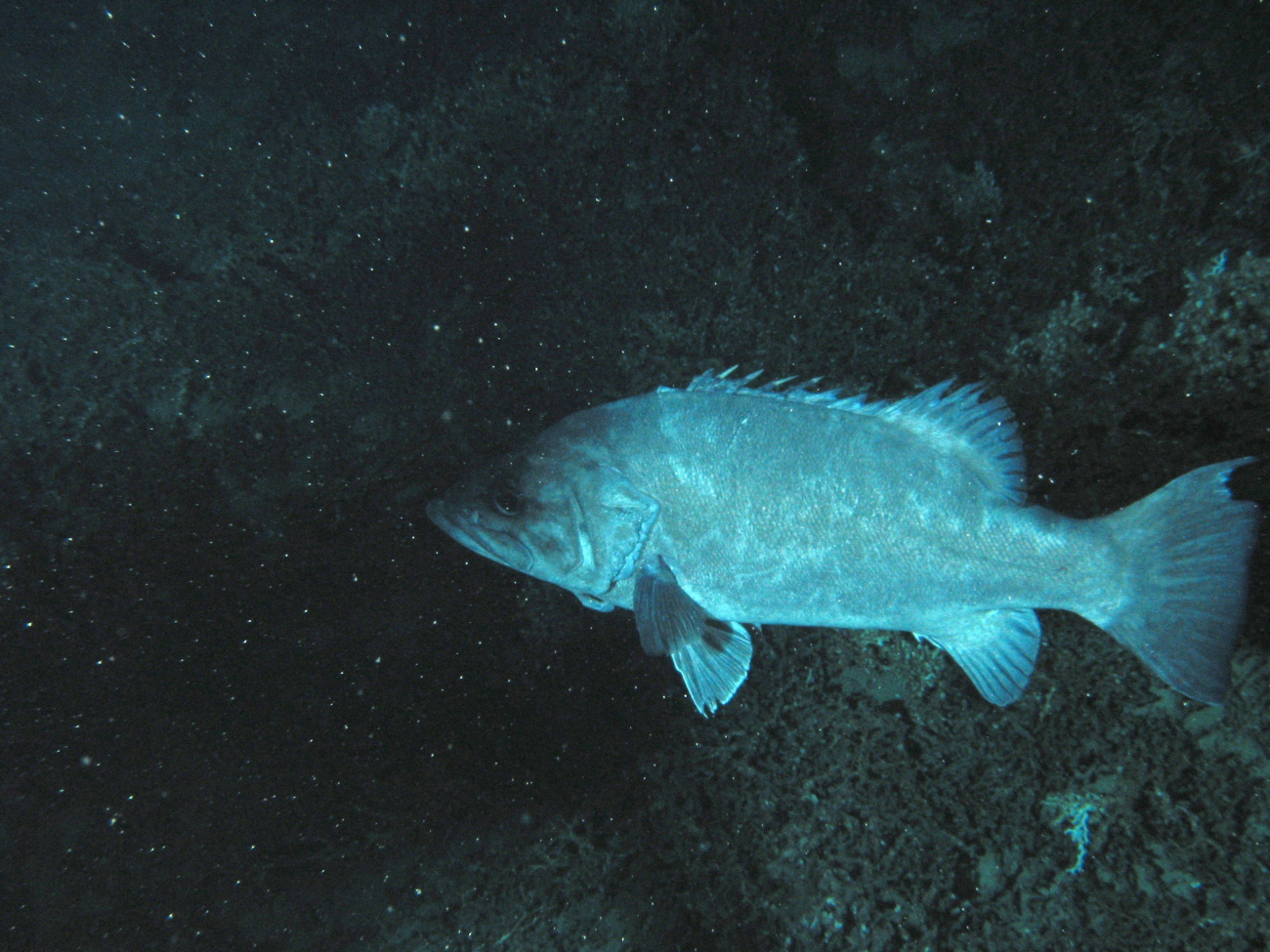 The commercially important wreckfish Polyprion americanus