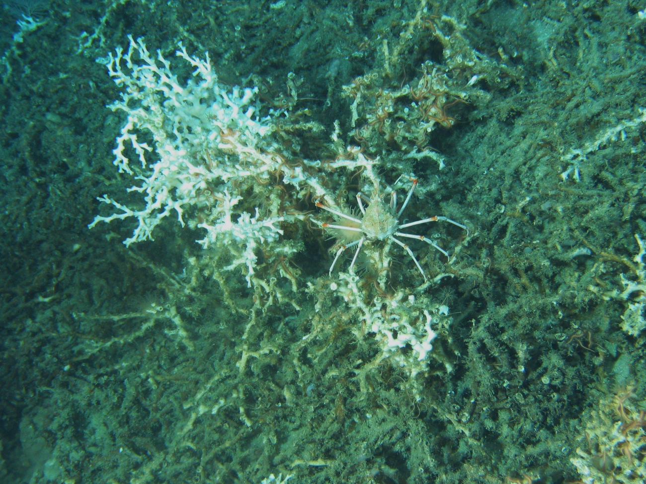 A lophelia bush with a large majid crab and numerous small brittle stars