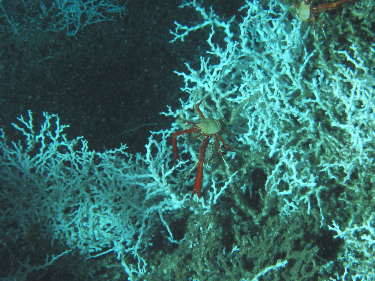Galatheid crabs on a lophelia coral bush