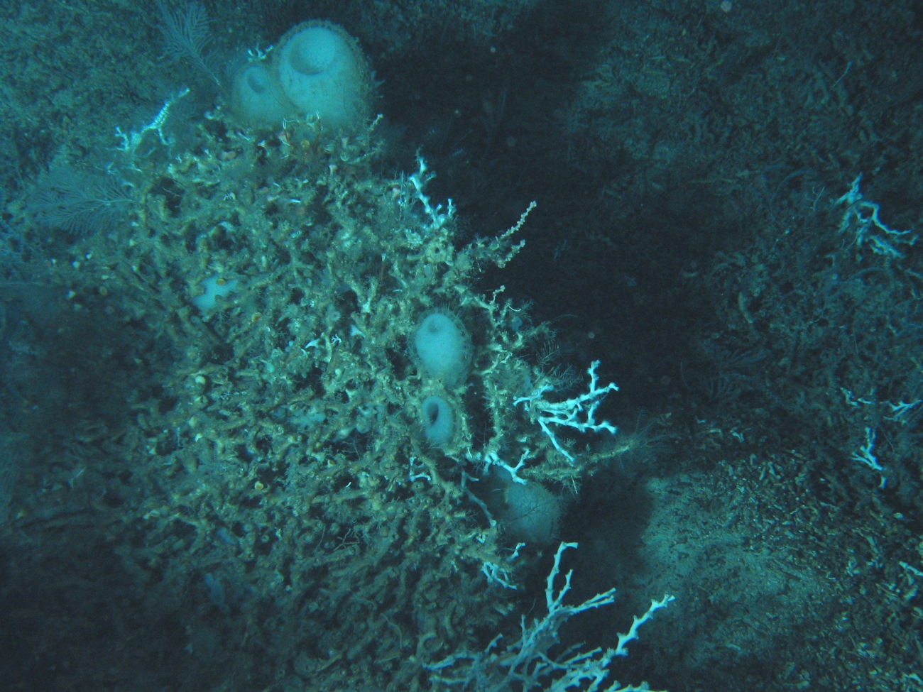 White sponges on lophelia coral bush