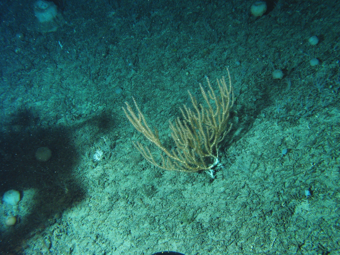 A bamboo coral and white sponges