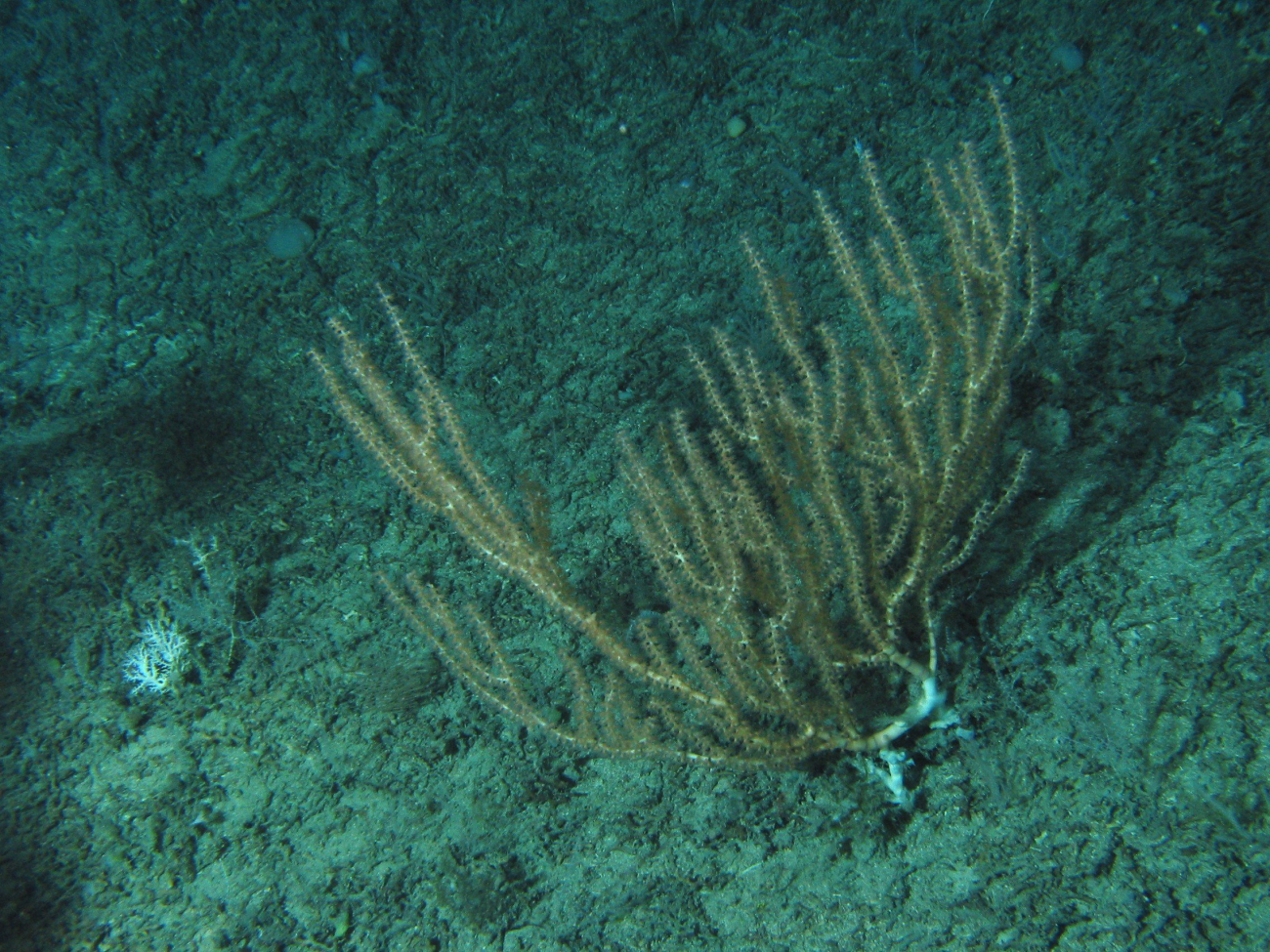 A bamboo coral and a small lophelia coral