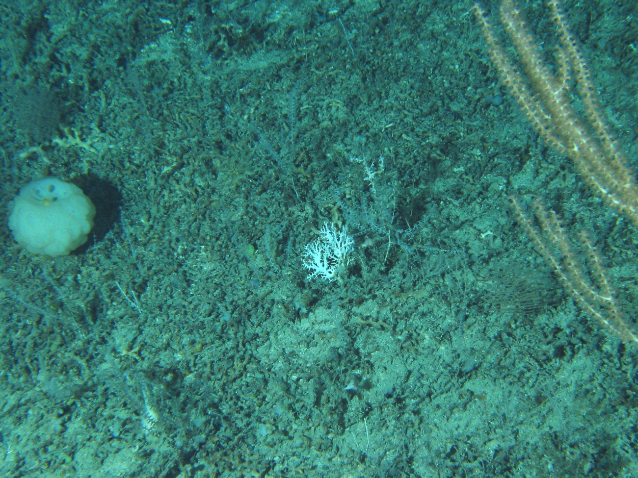 A small lophelia coral in the center with a white sponge to left and a fewbranches of a bamboo coral to the right