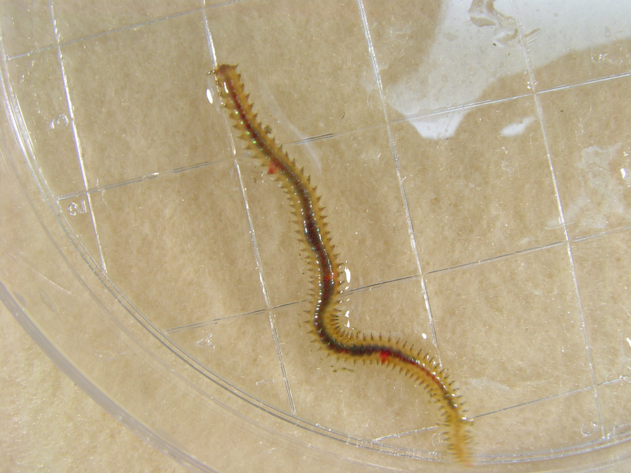 Large worm associated with lophelia bush