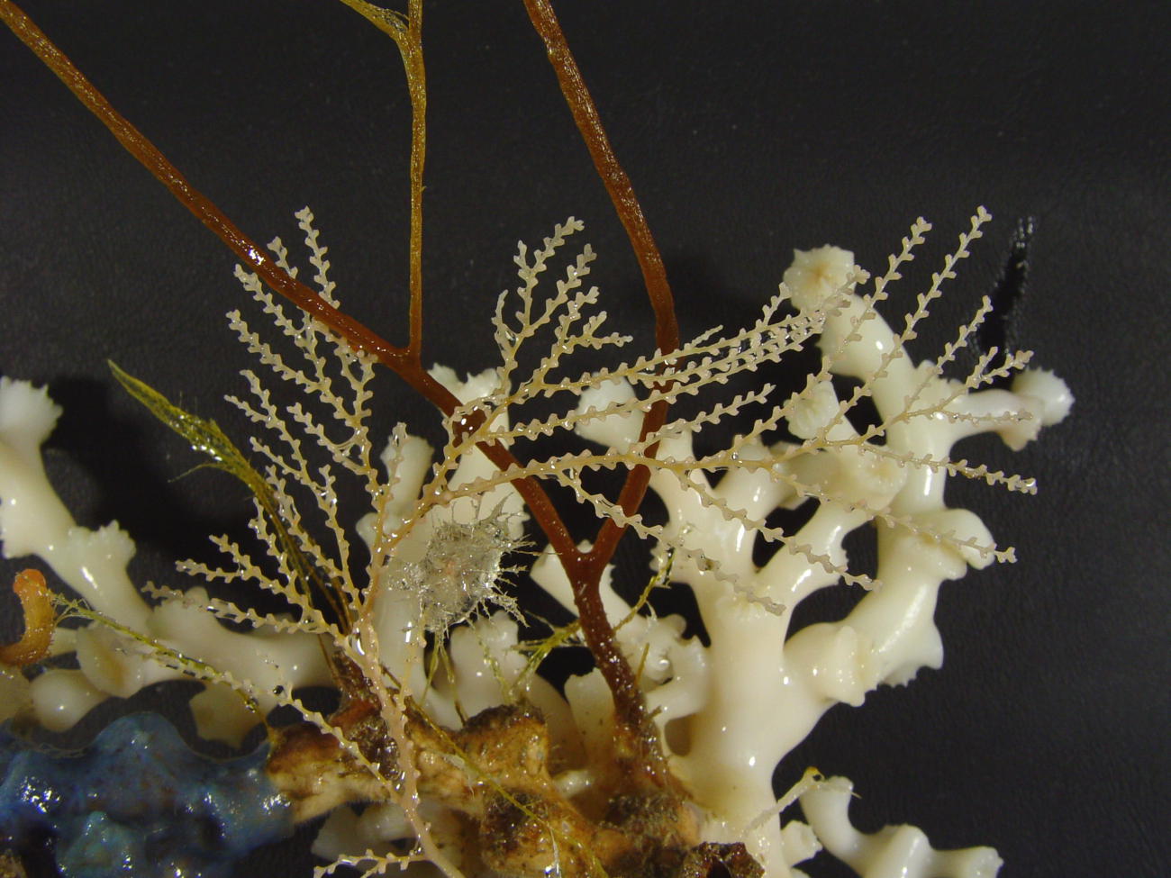 Lophelia bush with an array of various invertebrates