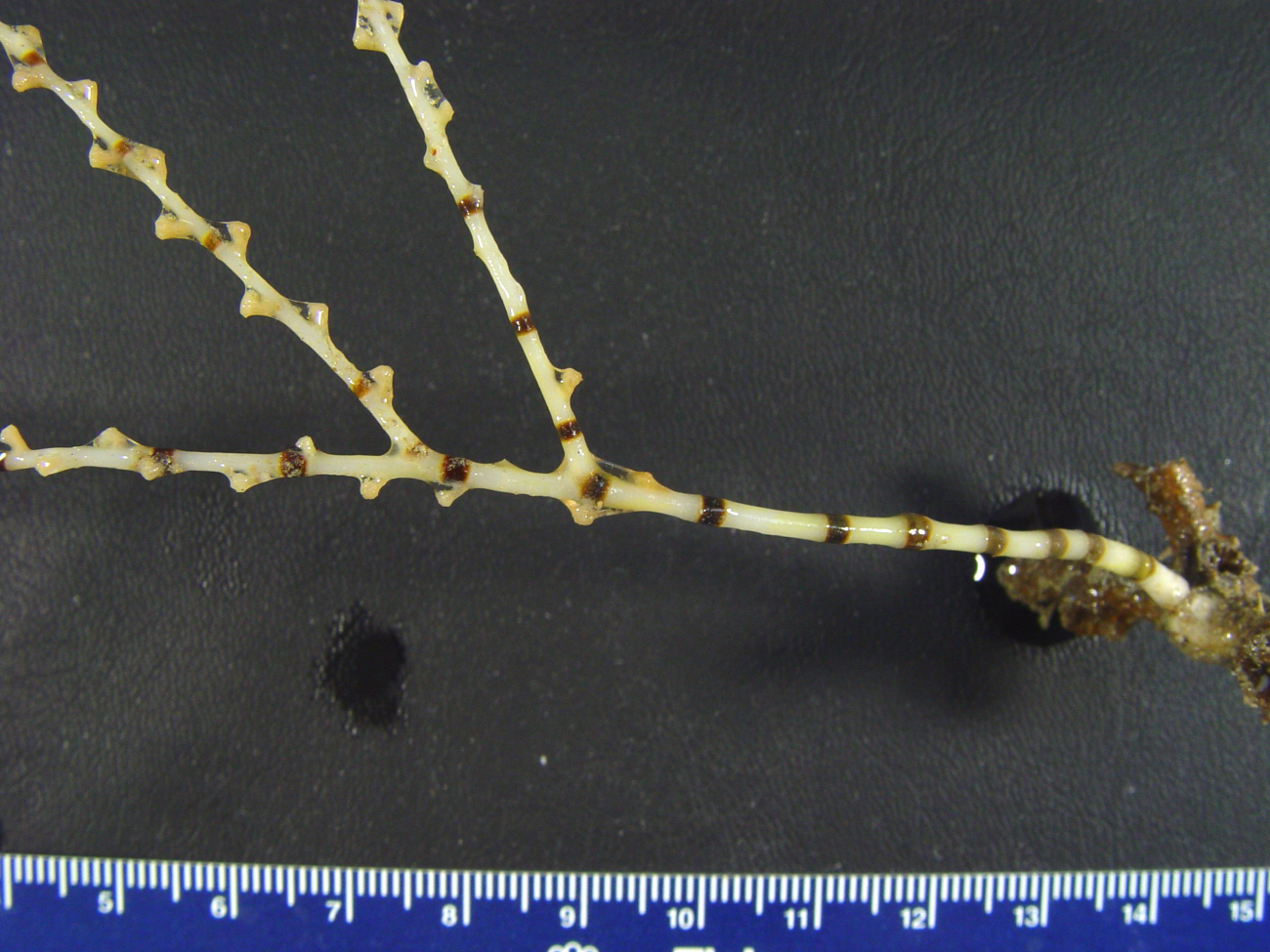 A Keratoisis bamboo coral