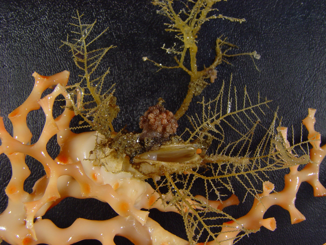 Coral of the genus Madrepora with numerous attached invertebrates