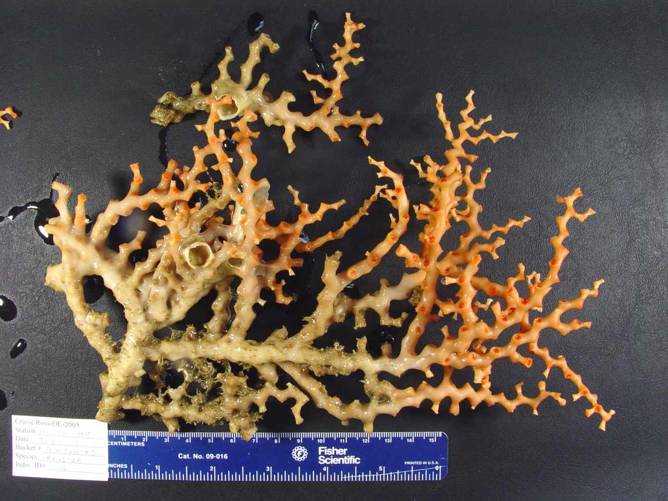 Coral of the genus Madrepora