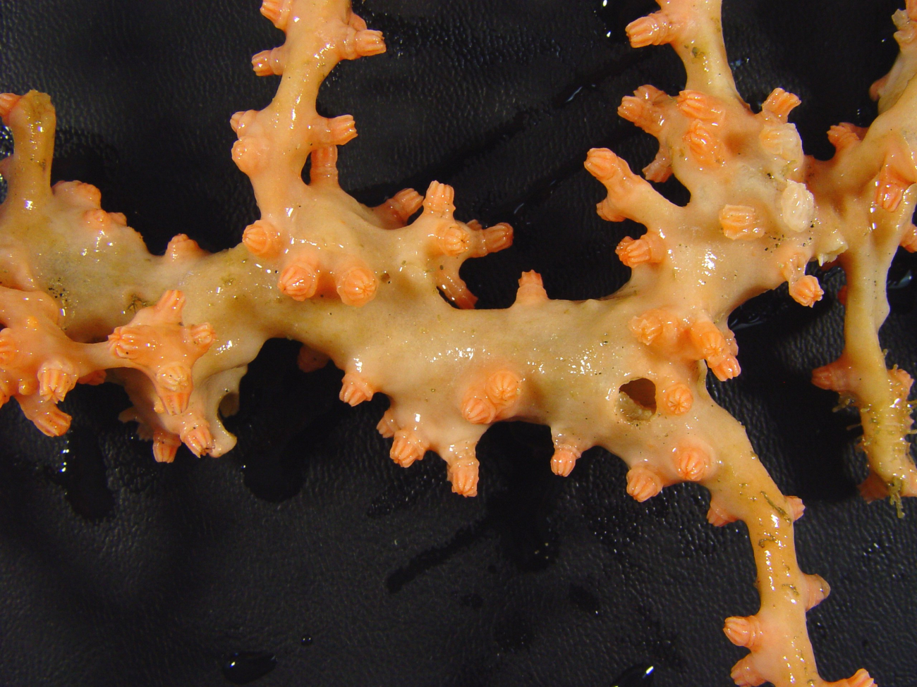 An orange octocoral