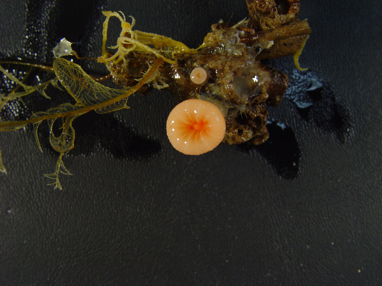 An orange and red solitary coral