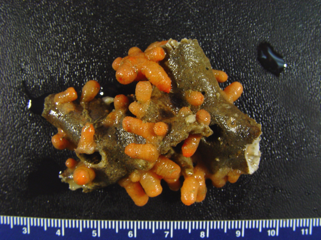 A colony of orange zooanthids